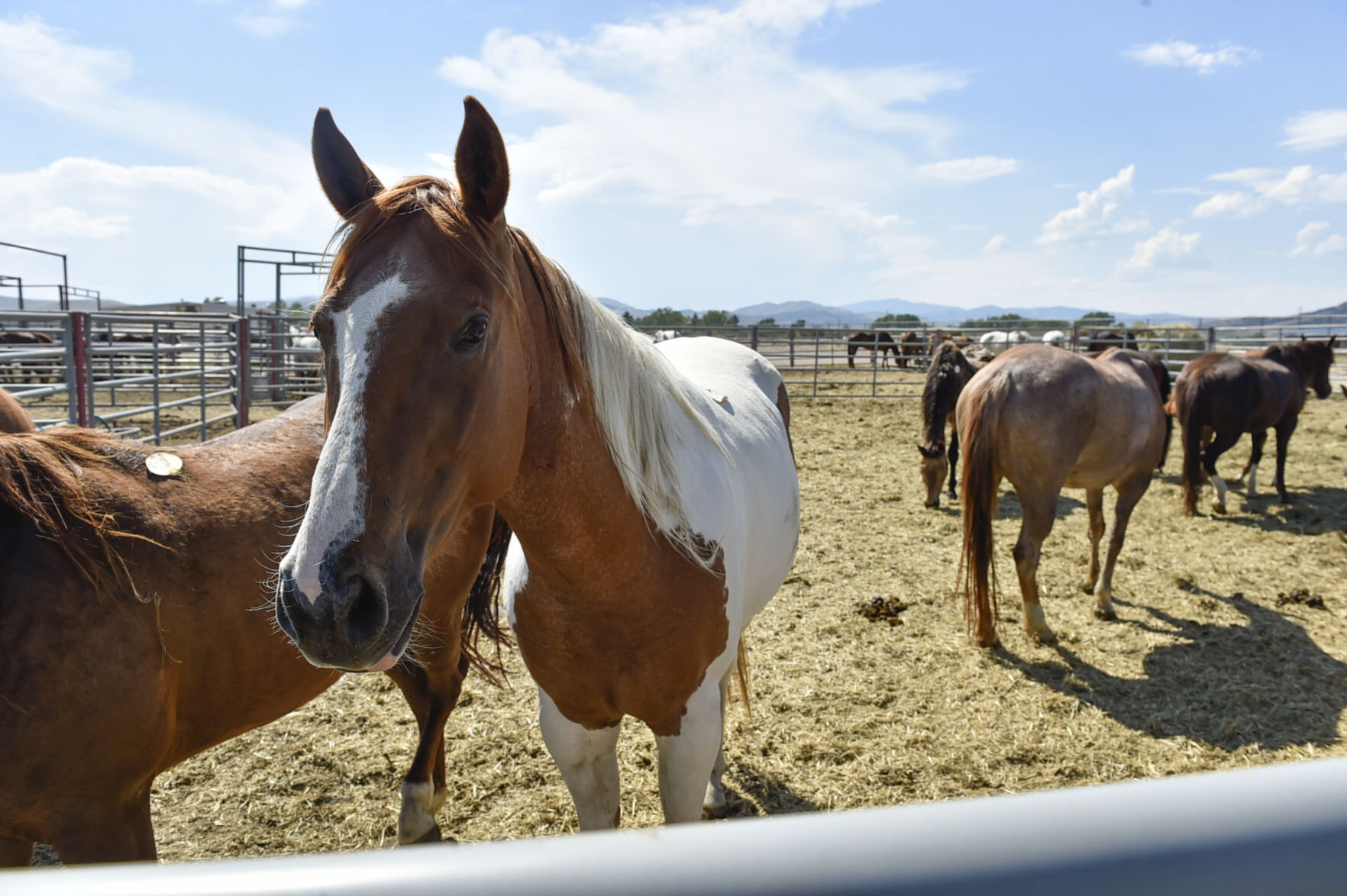 Seized Horses in Helena